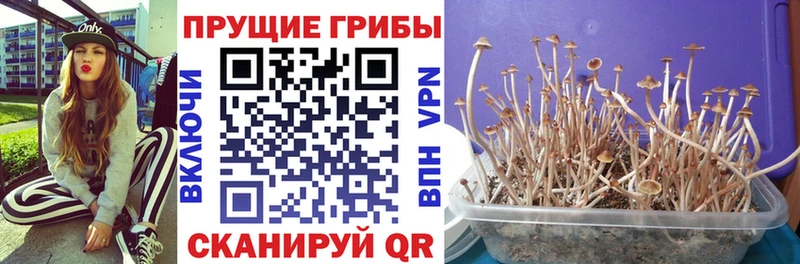 Псилоцибиновые грибы GOLDEN TEACHER  Купить  Опочка 